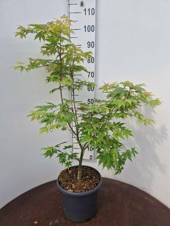 Acer palmatum 'Osakazuki' 225/250 C. Solitair - afbeelding 6