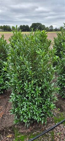 Prunus laur. 'Sofia' 80/100 C. - afbeelding 4