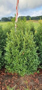 Prunus laur. 'Sofia' 80/100 C. - afbeelding 3