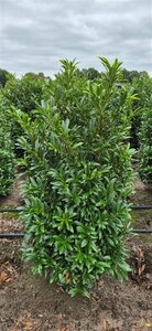 Prunus laur. 'Sofia' 80/100 C. - afbeelding 5