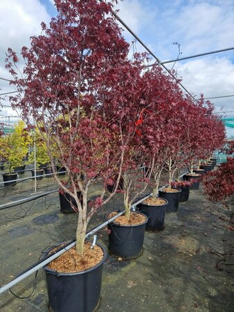 Acer pal. 'Red Emperor' 150/175 C. - afbeelding 5