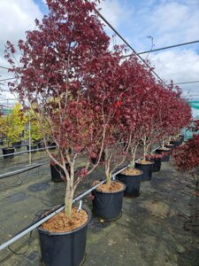 Acer pal. 'Red Emperor' 150/175 C. - afbeelding 5