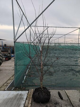 Acer pal. 'Red Emperor' 150/175 C. - afbeelding 2