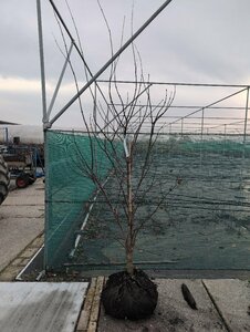 Acer pal. 'Red Emperor' 150/175 C. - afbeelding 2