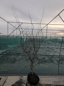 Acer pal. 'Red Emperor' 150/175 C. - afbeelding 3