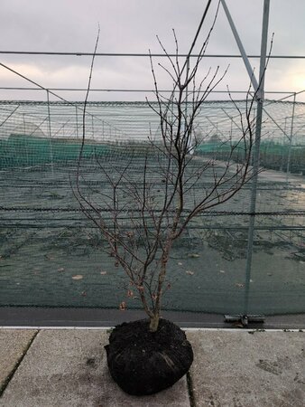 Acer pal. 'Red Emperor' 150/175 C. - afbeelding 1