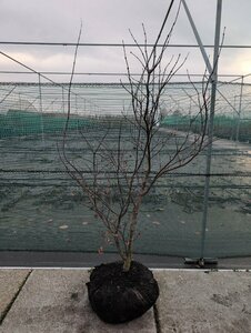 Acer pal. 'Red Emperor' 150/175 C. - afbeelding 1