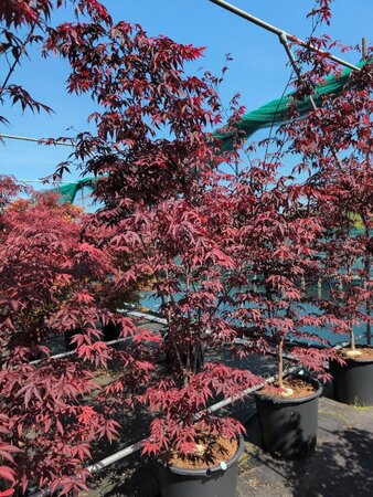 Acer pal. 'Red Emperor' 150/175 C. - afbeelding 4
