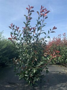 Photinia fraseri 'Red Robin' ST. 120 C. Bol - afbeelding 3