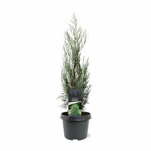 Juniperus scop. 'Moonglow' 175/200 C. - afbeelding 1