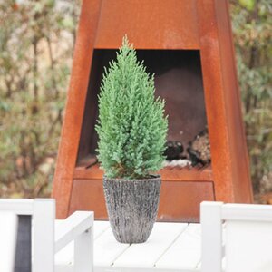 Juniperus chin. 'Stricta' 150/175 C. Solitair - afbeelding 1