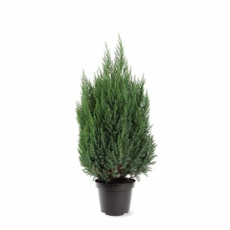 Juniperus chin. 'Stricta' 150/175 C. Solitair - afbeelding 2