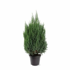Juniperus chin. 'Stricta' 150/175 C. Solitair - afbeelding 2
