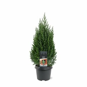 Juniperus chin. 'Stricta' 150/175 C. Solitair - afbeelding 3