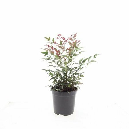 Nandina domestica 'Obsessed' 50/60 C. 