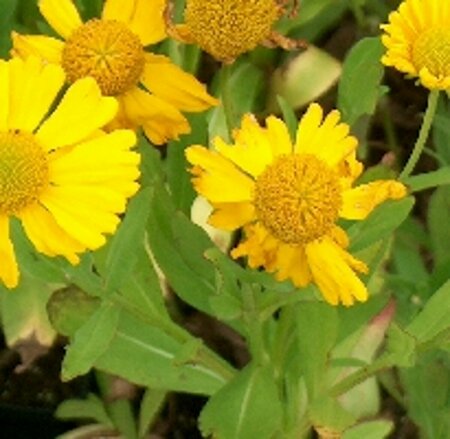 Helenium aut. 'Pumilum Magnificum' P9 - afbeelding 2