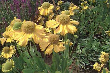 Helenium aut. 'Pumilum Magnificum' P9
