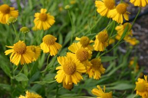 Helenium aut. 'Pumilum Magnificum' P9 - afbeelding 3