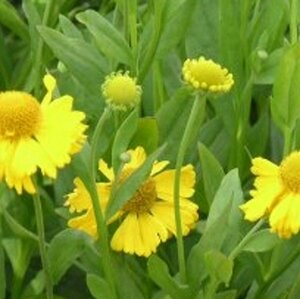 Helenium aut. 'Pumilum Magnificum' P9 - afbeelding 4
