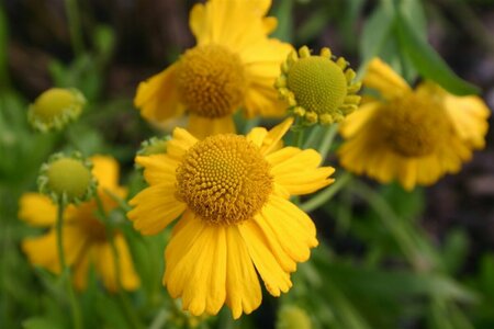 Helenium aut. 'Pumilum Magnificum' P9 - afbeelding 5