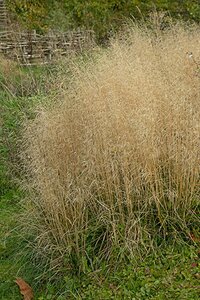 Deschampsia cesp. 'Palava' C1.5