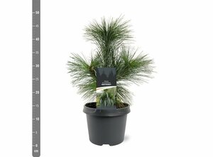 Pinus schwerinii 'Wiethorst' 125/150 KL. - afbeelding 5
