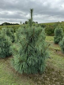 Pinus schwerinii 'Wiethorst' 125/150 KL. - afbeelding 3