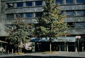 Quercus palustris ST. 225 10-12 C. Dak