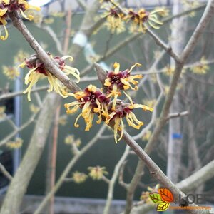 Hamamelis intermedia 'Westerstede' 60/80 KL.