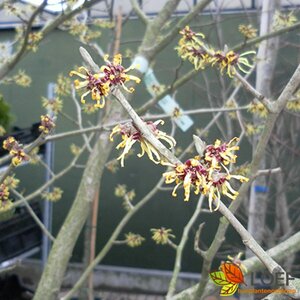 Hamamelis intermedia 'Westerstede' 60/80 KL. - afbeelding 2
