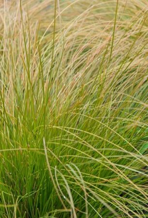 Carex comans 'Bronze Form' C2 - afbeelding 2