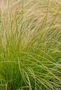 Carex comans 'Bronze Form' C2 - afbeelding 2