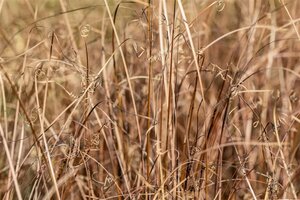 Carex comans 'Bronze Form' C2 - afbeelding 2