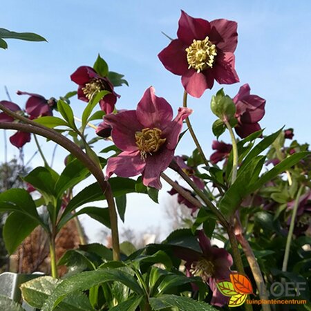 Helleborus orientalis 'Hello Ruby' C1 - afbeelding 1