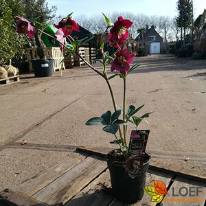 Helleborus orientalis 'Hello Ruby' C1 - afbeelding 2