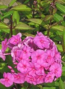 Phlox amplifolia 'Winnetou' P9