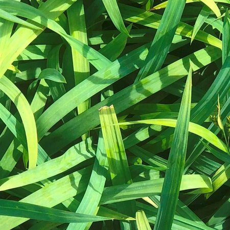 Carex laxiculmis 'Bunny Blue' C2