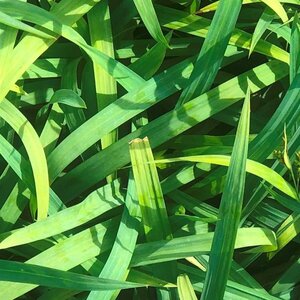 Carex laxiculmis 'Bunny Blue' C2