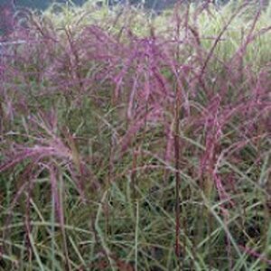 Miscanthus sinensis 'Flamingo' C10 - afbeelding 2