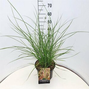 Miscanthus sinensis 'Flamingo' C10 - afbeelding 4