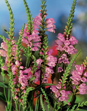 Physostegia virginiana C2