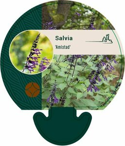 Salvia 'Amistad' C3 - afbeelding 1