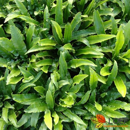 Asplenium scolopendrium C3 - afbeelding 2