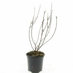 Philadelphus 'Belle Etoile' 100/125 KL. - afbeelding 1