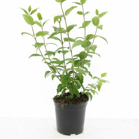 Philadelphus 'Belle Etoile' 100/125 KL. - afbeelding 2