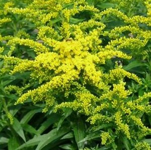 Solidago 'Golden Dwarf' P9 - afbeelding 4