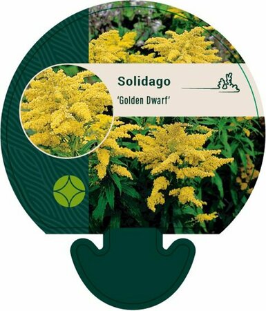 Solidago 'Golden Dwarf' P9 - afbeelding 1