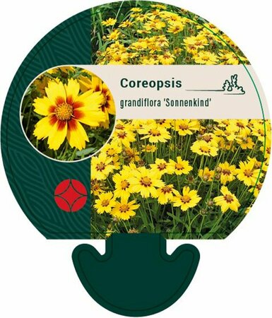 Coreopsis gr. 'Sonnenkind' P9 - afbeelding 1