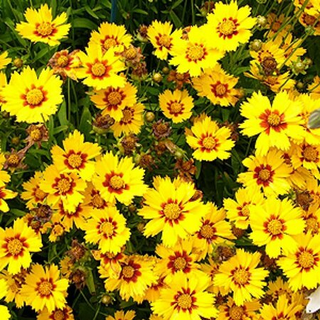 Coreopsis gr. 'Sonnenkind' P9 - afbeelding 2