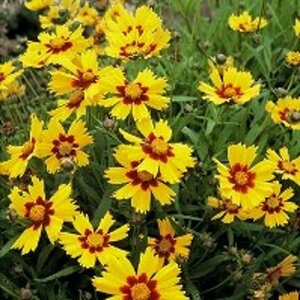 Coreopsis gr. 'Sonnenkind' P9 - afbeelding 3